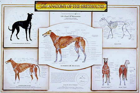 Dog Muscle Chart